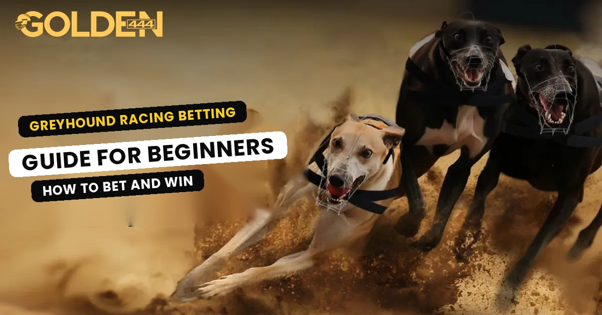 Greyhound Racing Betting Guide for Beginners Golden444